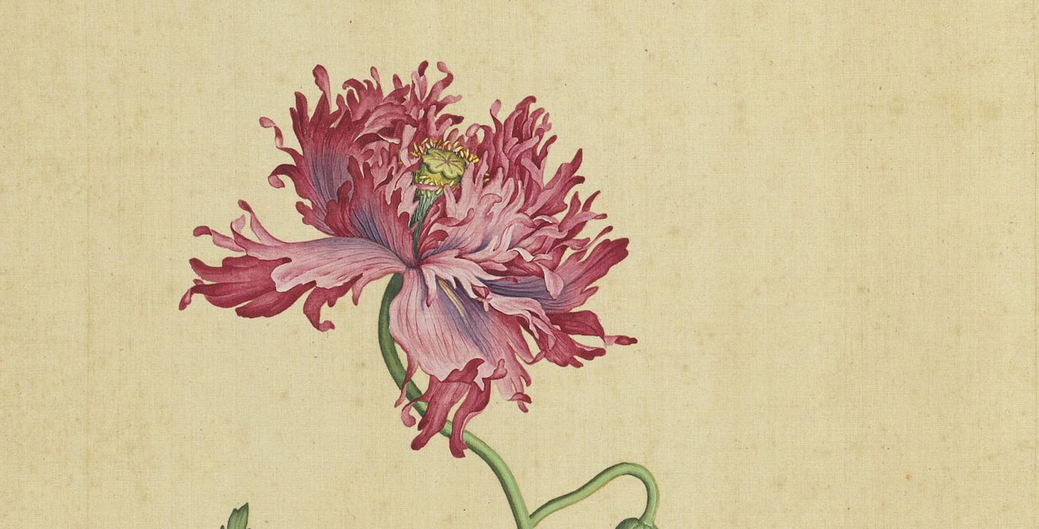 Picture of opium poppy flowers from Xian'e Changchun Album.