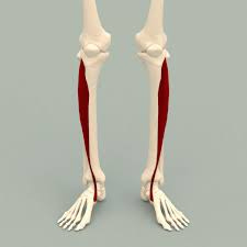File:Tibialis anterior muscle - animation.gif - Wikimedia Commons