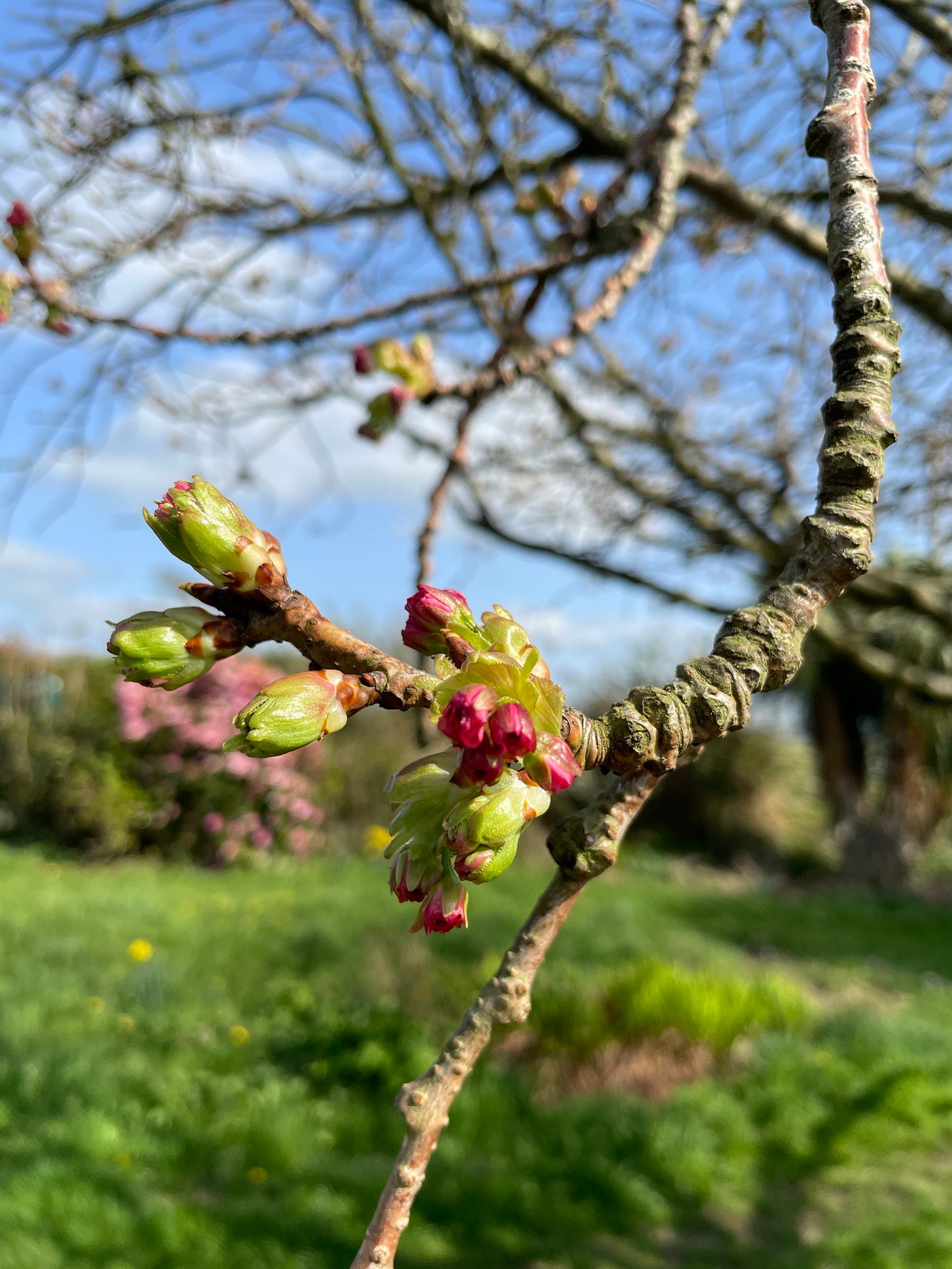 A cherry blossom about to blossom