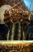 Image result for ewok drumming