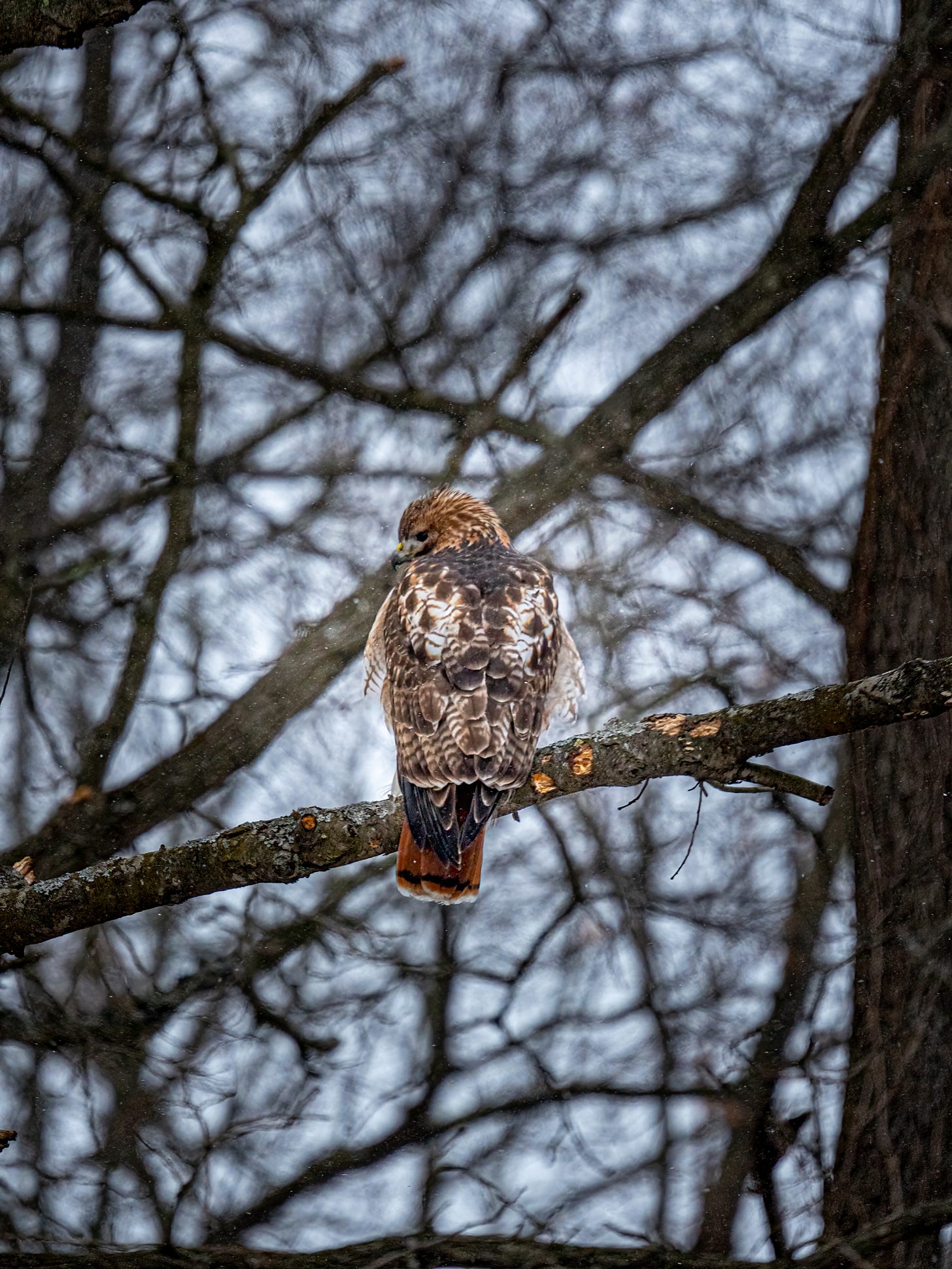 A red-tailed hawk perched in a thicket of trees to avoid the cold - 1/22/22, Hudson Mills Metropark - RH