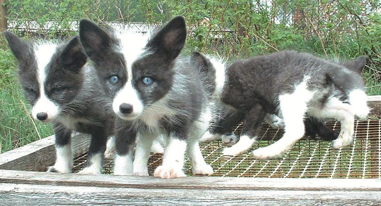 Baby red foxes bred for tameness have blue eyes and flatter doglike faces.