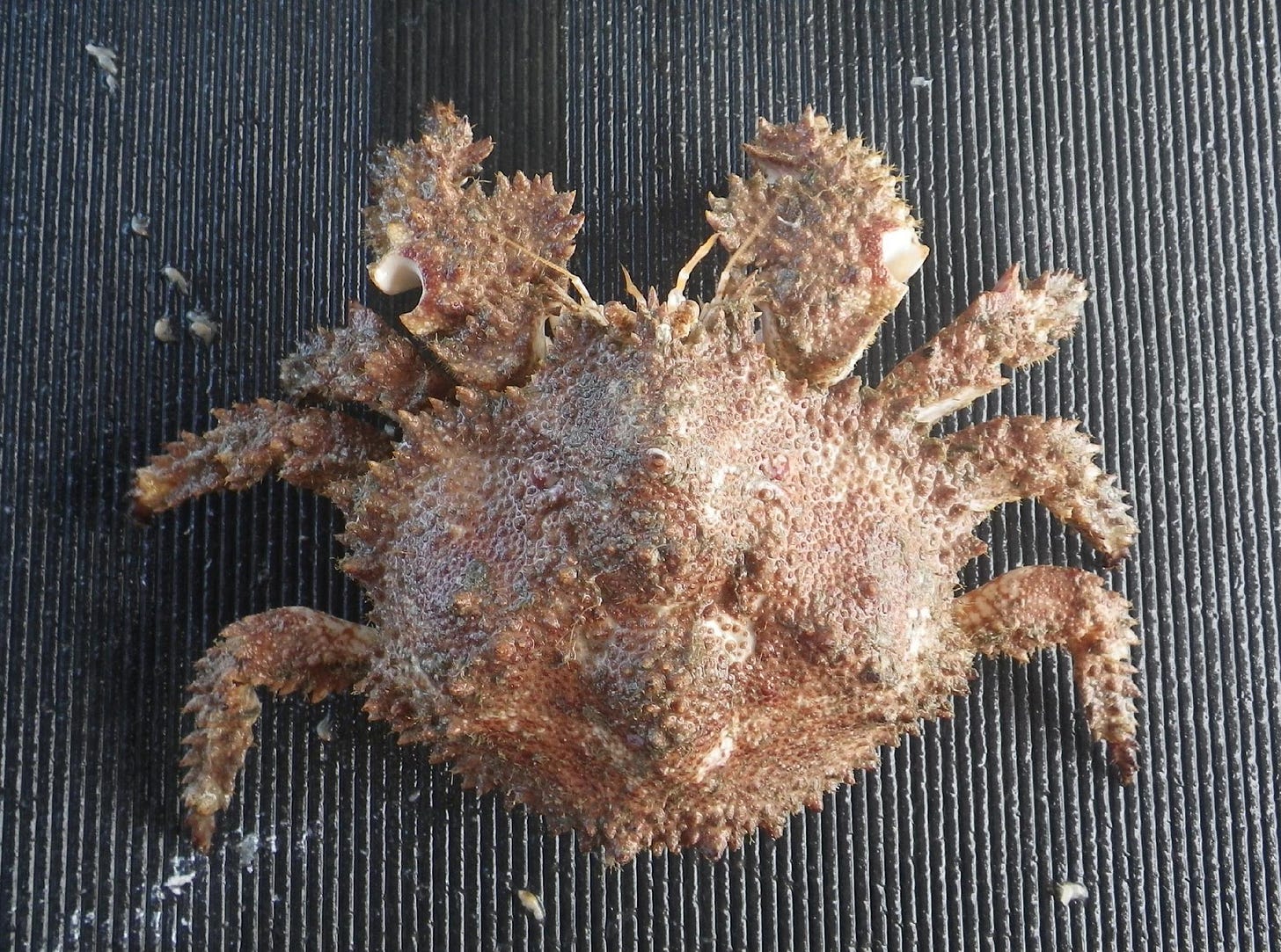 Brown Box Crab (Lopholithodes foraminatus) · iNaturalist NZ