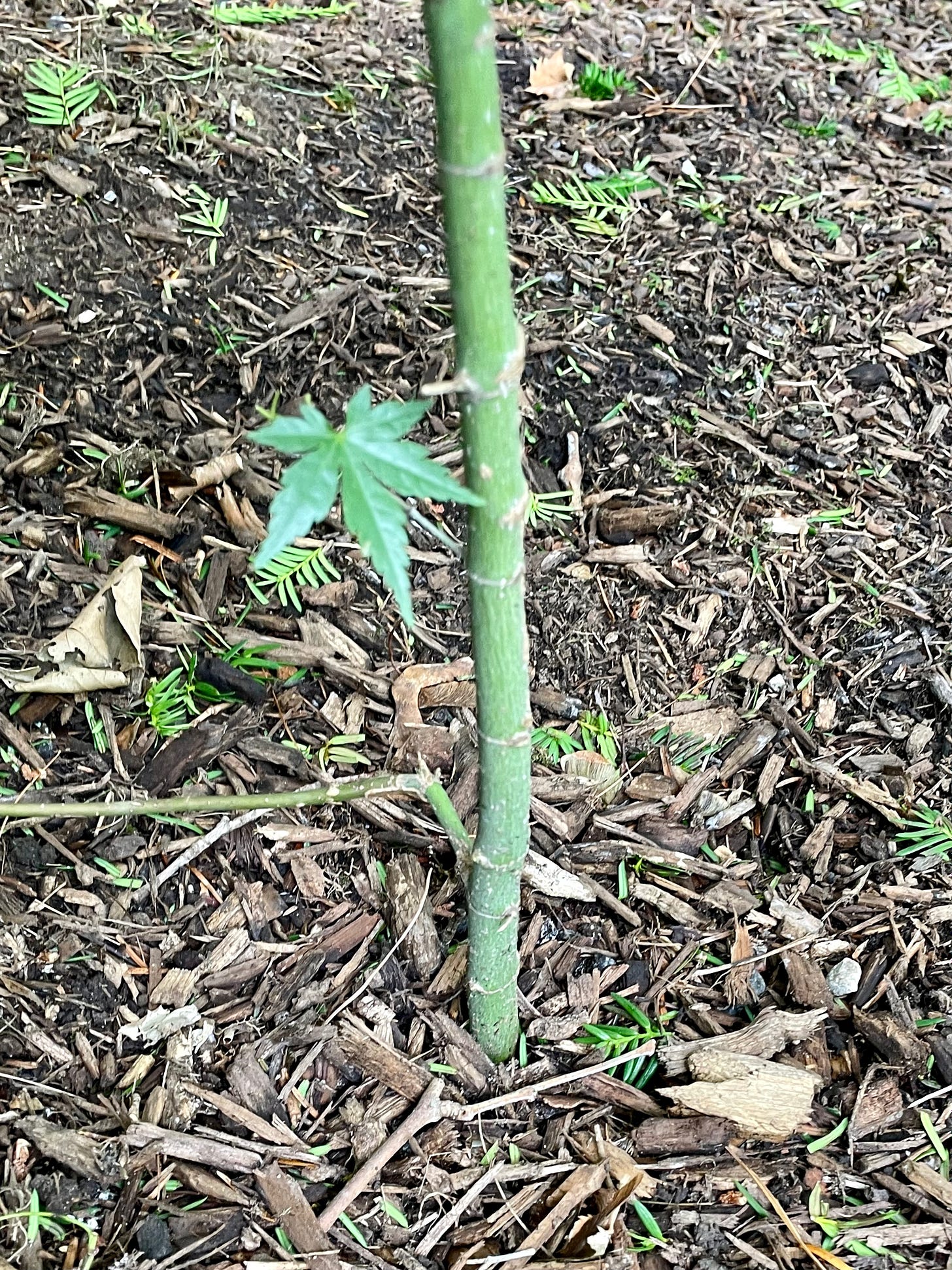 ID: Photo of Japanese maple's trunk planted in the ground