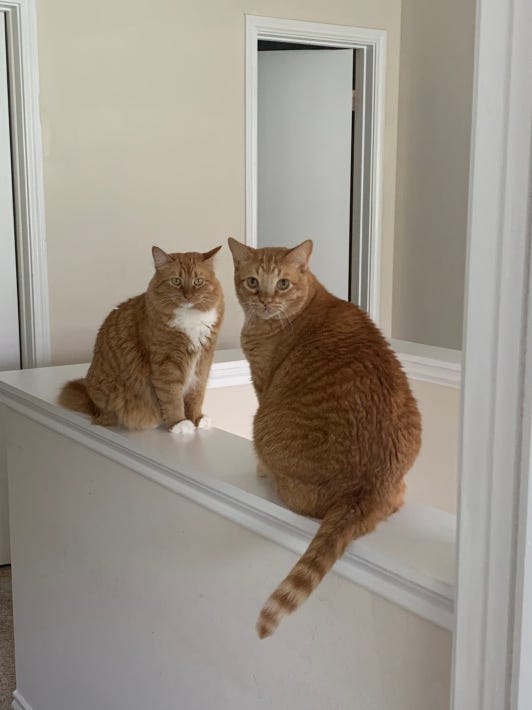 Two plump orange Tabby cats sitting on a stair banister