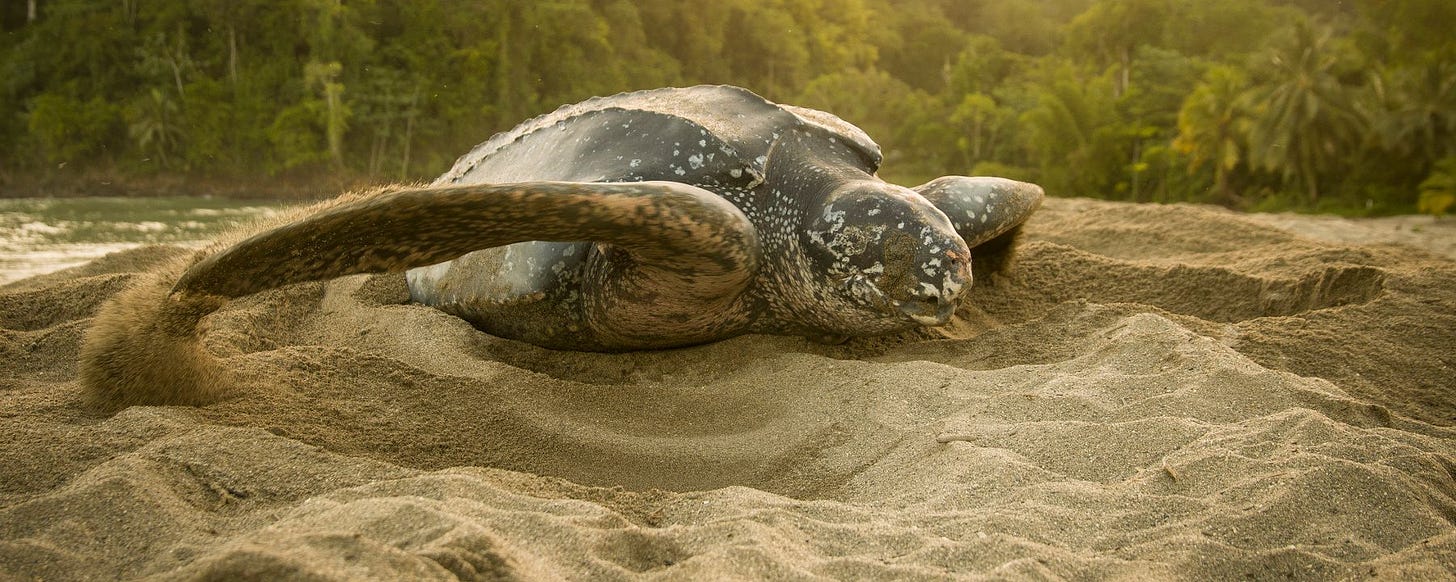 leatherback sea turtle making its way across a beach