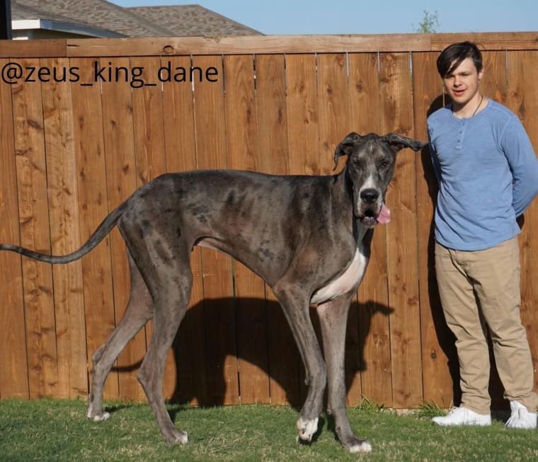Zeus, the world’s tallest living male dog, stands beside Jamison Houk, who is 6’1”.