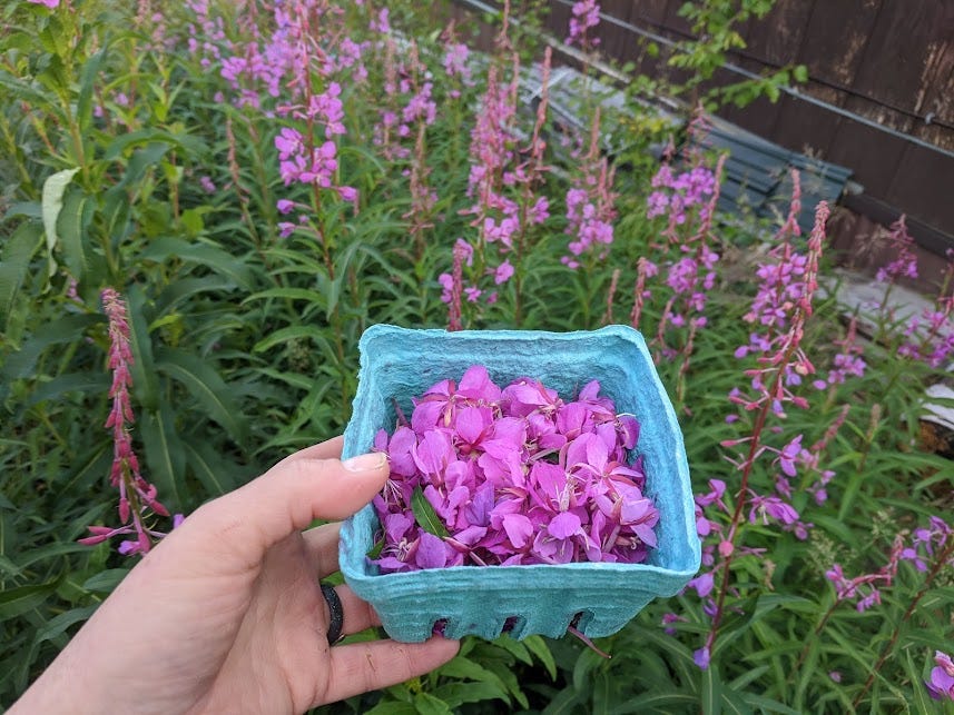 my hand holds a basket of fireweed blossoms