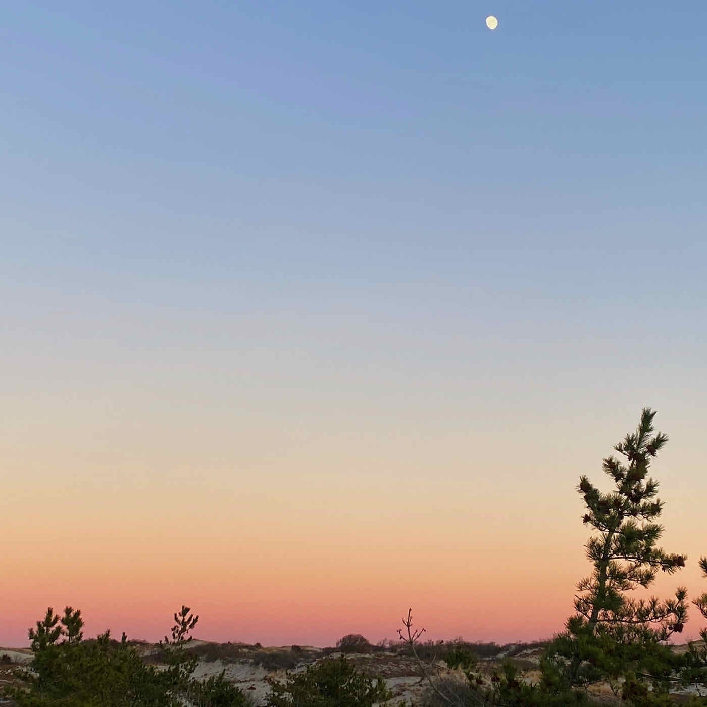 A twilight sky, with the moon present and the colors ranging from blue to deep pink over the dunes in Massachusetts