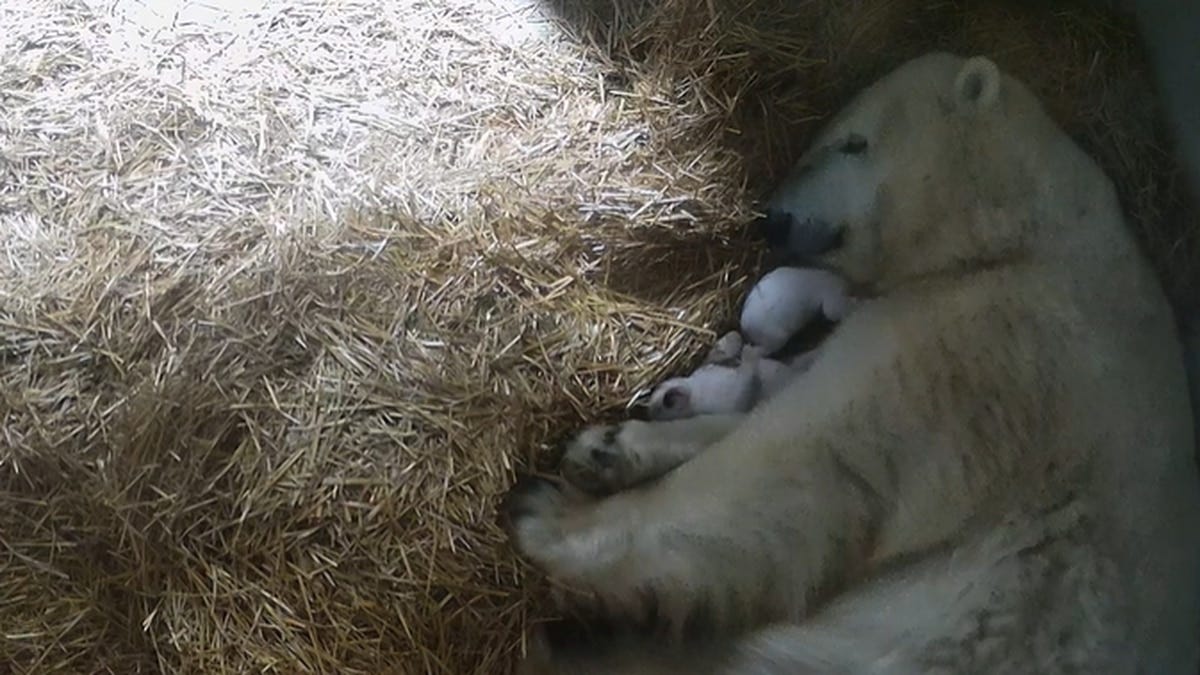 There are two new polar bear cubs at the Toledo Zoo.