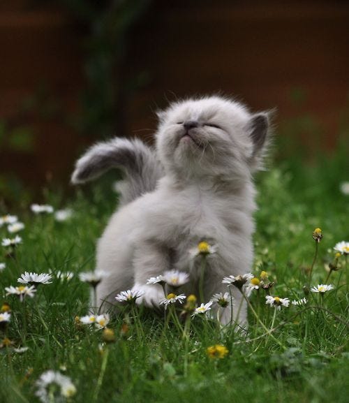proud kitten | Cute animals, Funny animals, Cats