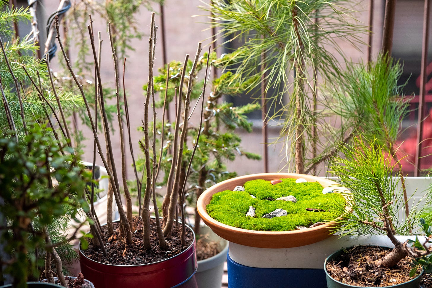 picture of my fire escape bonsai garden