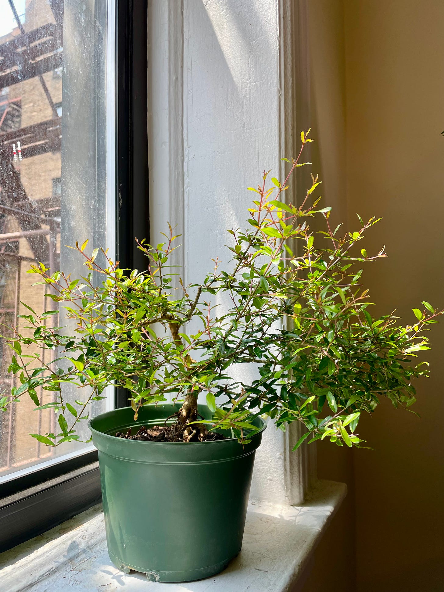 ID: Photo of a very bushy pomegranate tree on my windowsill. All the photos here are going to be of the same tree, so I'll keep the alt text brief.