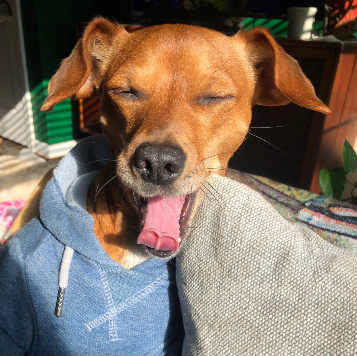 A small brown dog in the sun with her eyes closed, her mouth open, and her tongue out in a yawn