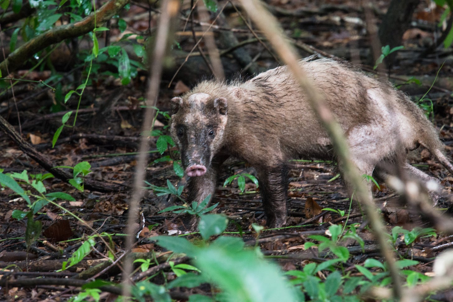 Hog badger - Wikipedia