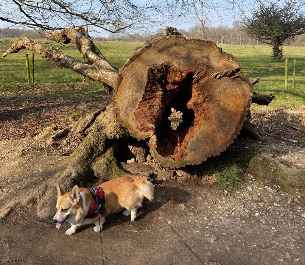 A corgi and a felled tree