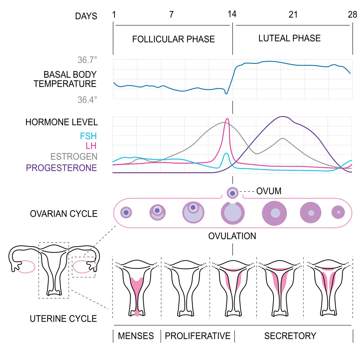 Menstrual cycle - Wikipedia