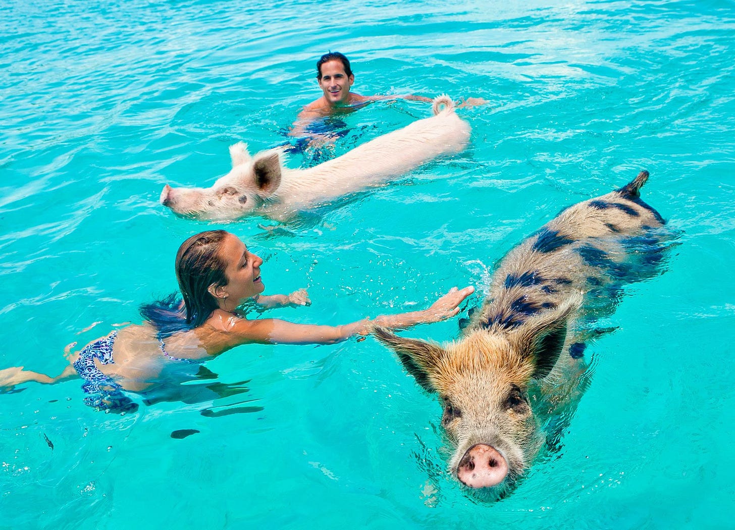 Meet The Swimming Pigs of The Bahamas