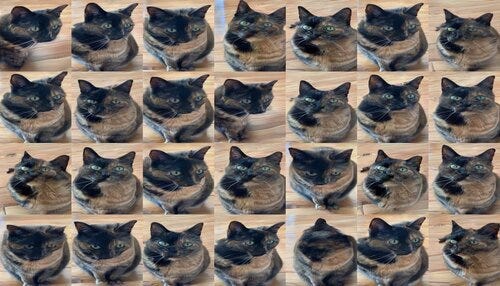A sequence of generated cats. They’re definitely similar views of the same tortoiseshell cat, but one of them has two pupils in one eye, one of them has a long doglike nose and a blurred body, and some of them look pretty all right actually, although something’s funny about the whiskers.