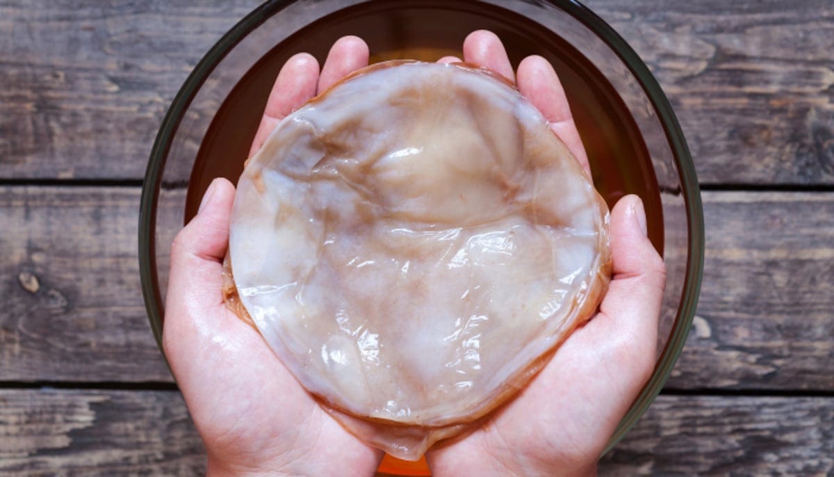 two hands holding kombucha scoby
