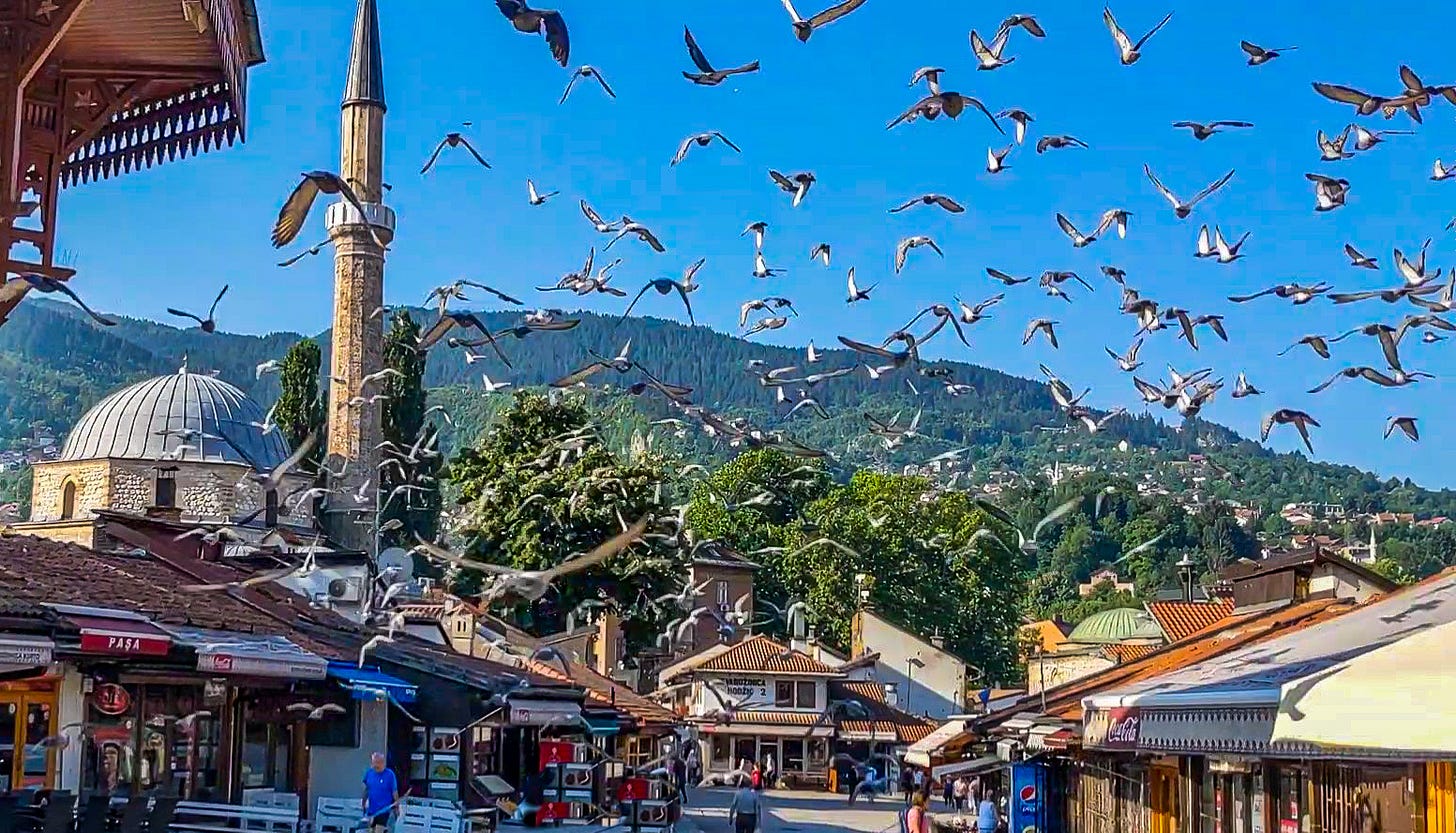 Pigeons in Sarajevo.