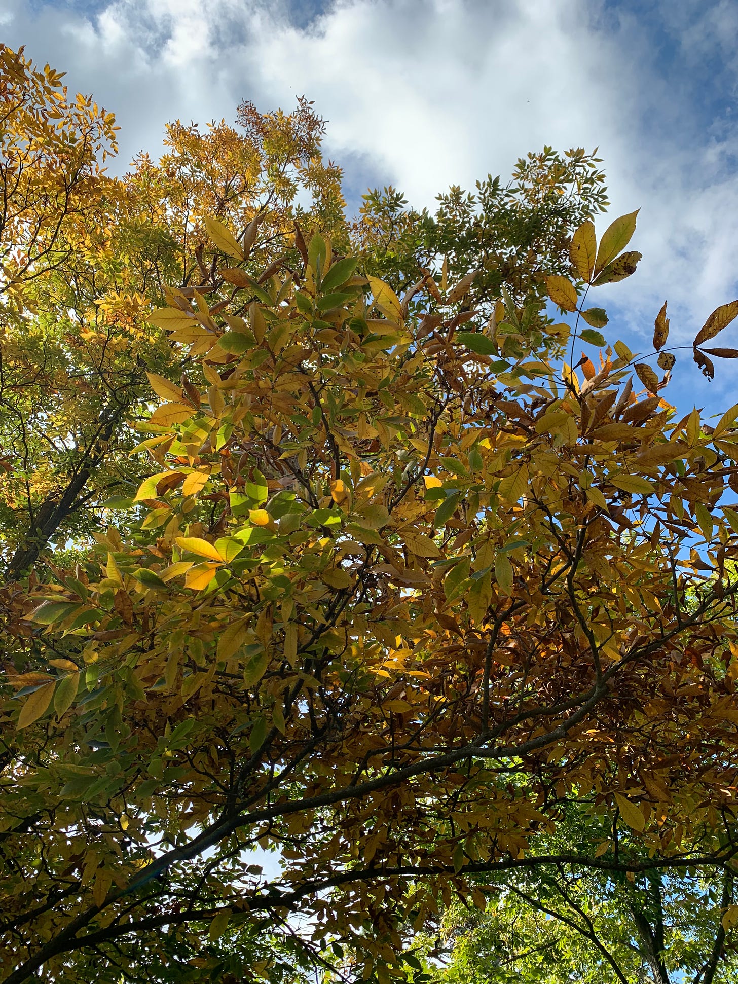 Closeup photo of yellow/gold leaves with a few brown and green leaves scattered on branches.