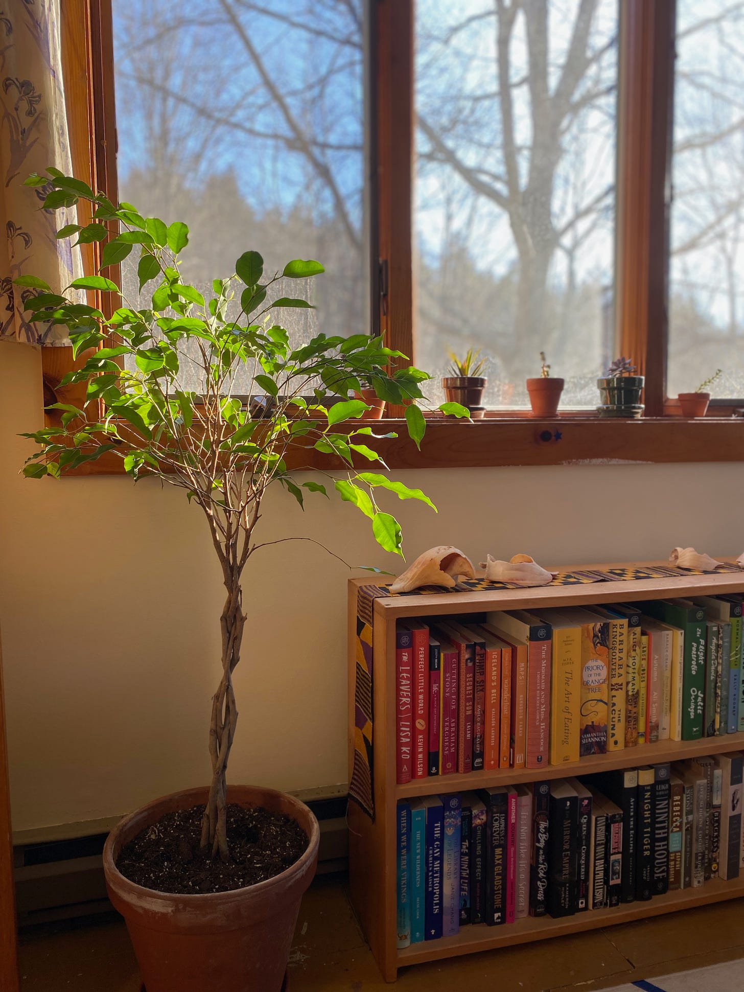 A tall ficus tree with a braided trunk sits in a large terracotta pot under the window, the light reflecting on its leaves. Three small succulents sit on the windowsill. Below the window is a low bookcase filled with rainbow colored books, with several broken conch shells arranged on top. The sky outside is blue with streaks of cloud, with a view of bare tree branches.