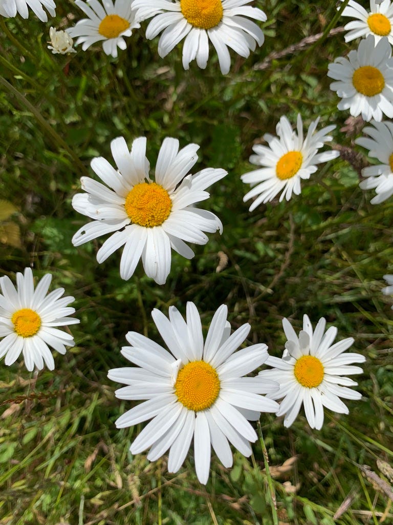 Photo by Author — daisies in a field