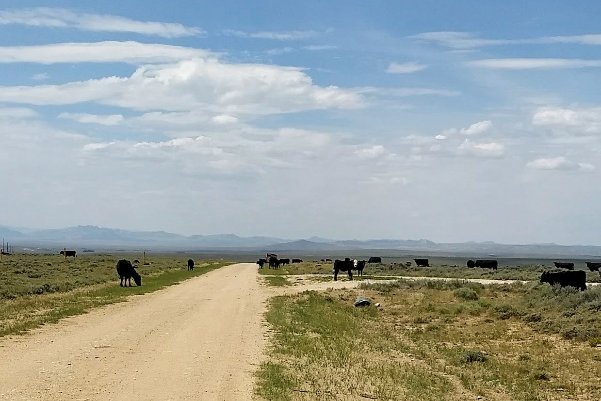 Cattle in semi-desert