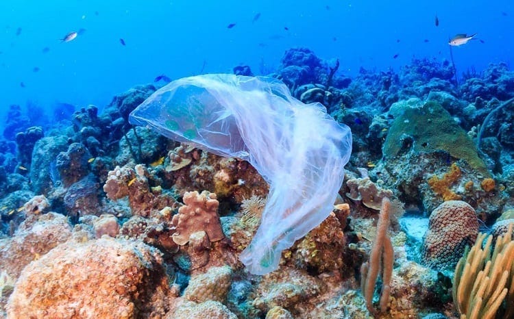 Plastic Bag On Coral Reef