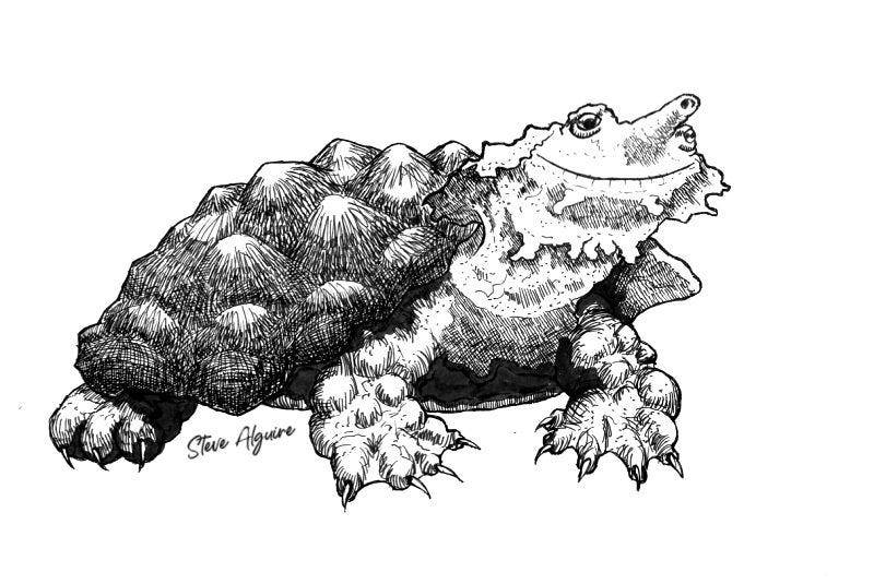 Ink drawing of a bumpy-shelled turtle with fringes on their face and a smile.