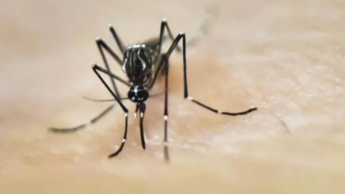 Firozabad: Death toll due to viral fever and dengue climbs to 50 - India  News