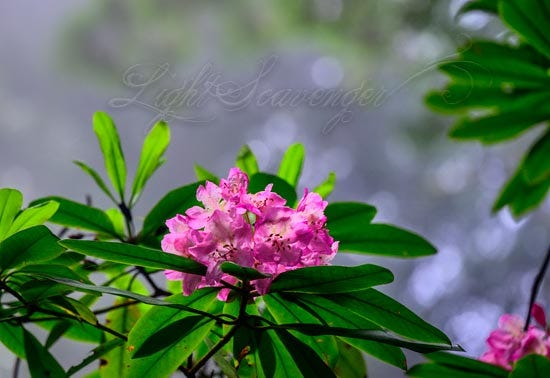 Wild rhododendron blossoms in the redwoods