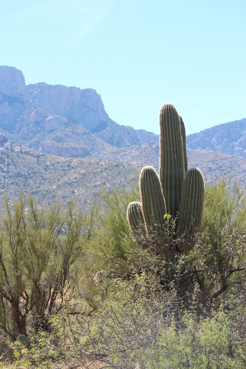 Saguaro cactus desert view