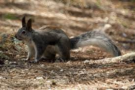 File:Abert's Squirrel aka Tassel-eared Squirrel (4546426713).jpg -  Wikimedia Commons
