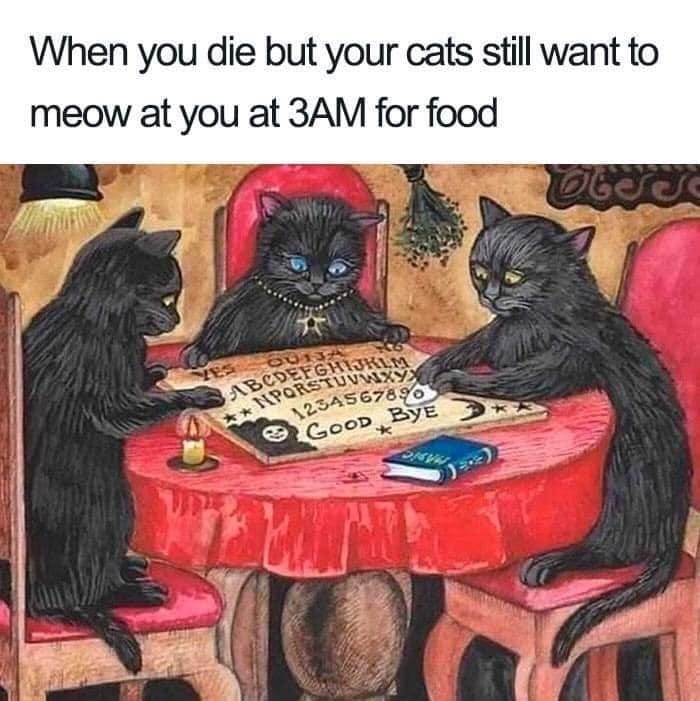 When you die but your cats still want to 
meow at you at 3AM for food 