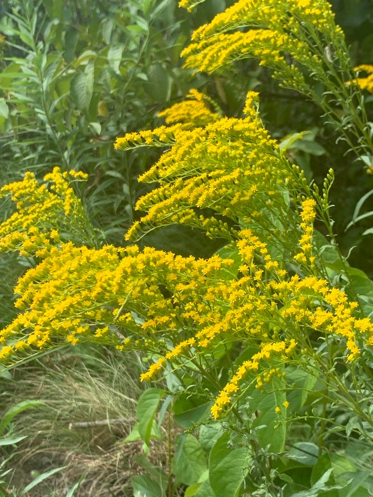 Fluffy yellow flowers in waves on green stems.