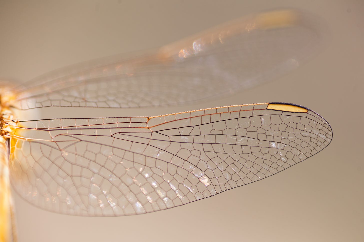The grid of a transparent dragonfly wing