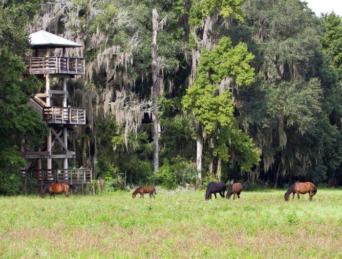 Paynes Prairie Tower and Grazing Horses