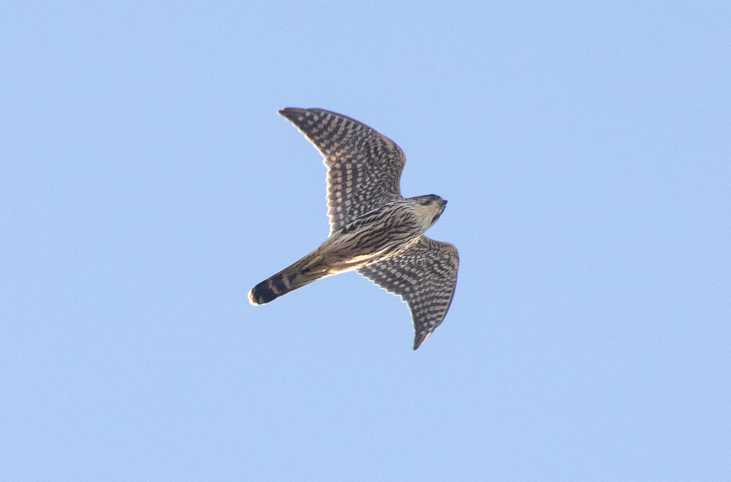 a small falcon with a streaked belly, checkered underwings, and striped tail, viewed from below against a blue sky as it flies directly overhead