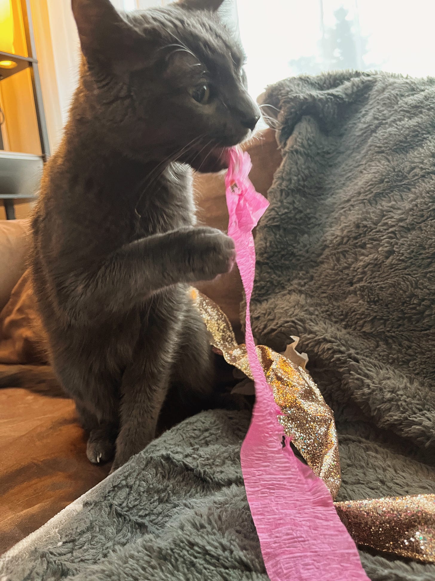 My old grey cat Katoomba chews on pink crepe paper streamers that were meant to be a backdrop for her sweet 16 photoshoot. In all ways, this is the correct outcome for her bitchy self.