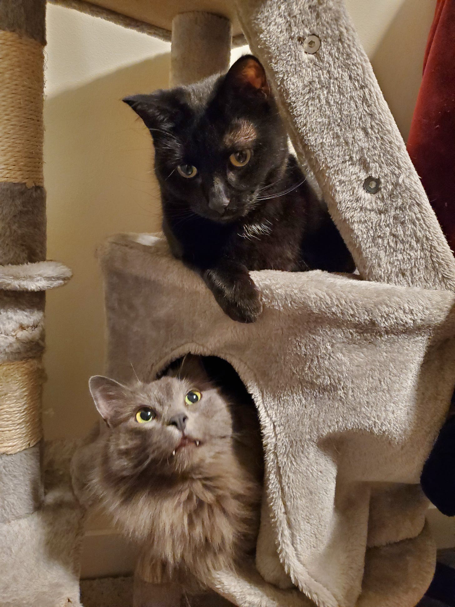 black and gray cats sitting on a cat tree