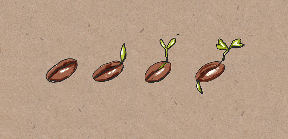 Illustration of seedlings