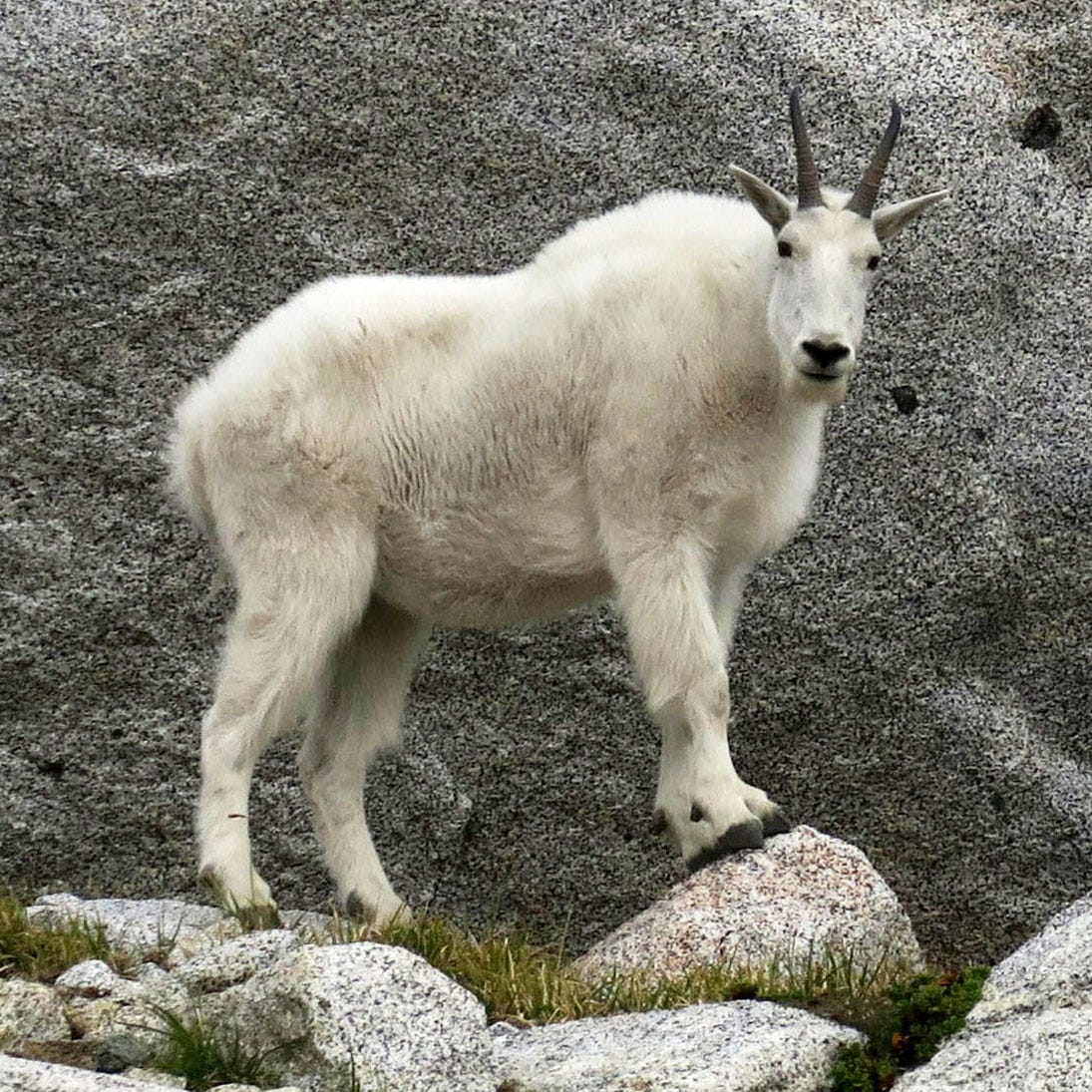 Mountain goat - Wikipedia