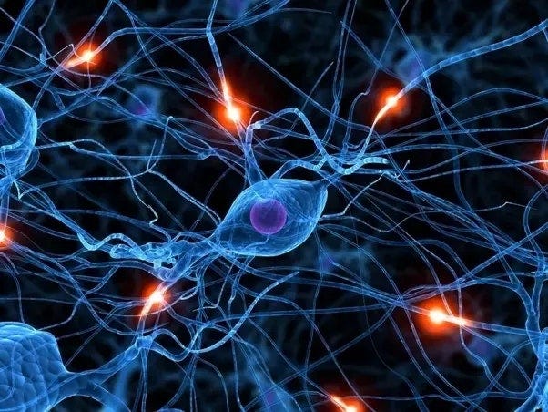 Are our brains' neural connections wasted at death? - Quora