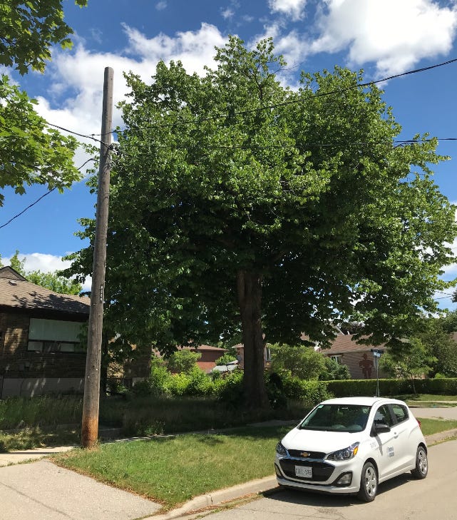A sturdy tree in a front yard, with a wee City of Toronto smart car on the curb next to it.