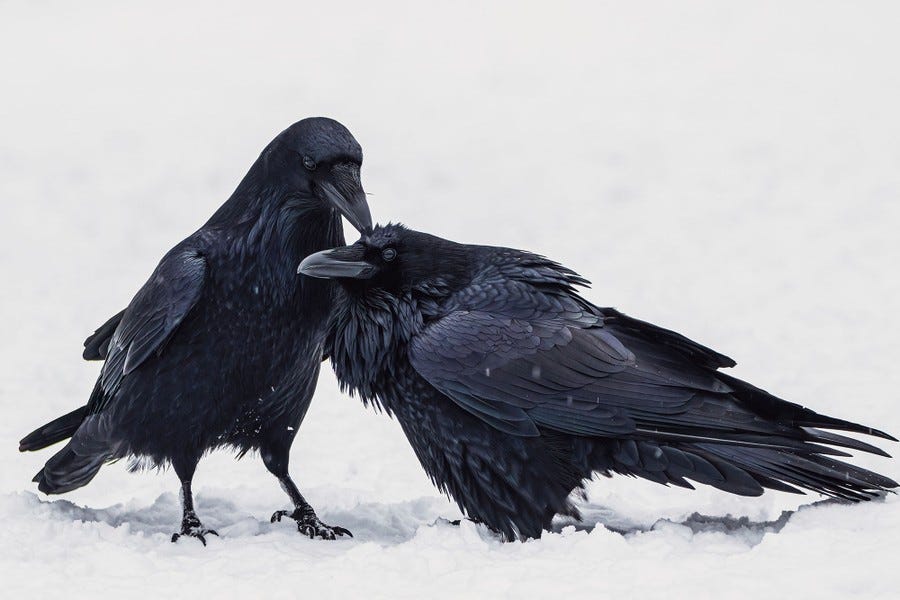A raven grooms another on snowy ground.