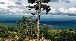 Image result for Tjikko Tree. Size: 195 x 106. Source: amazingsearth.blogspot.com