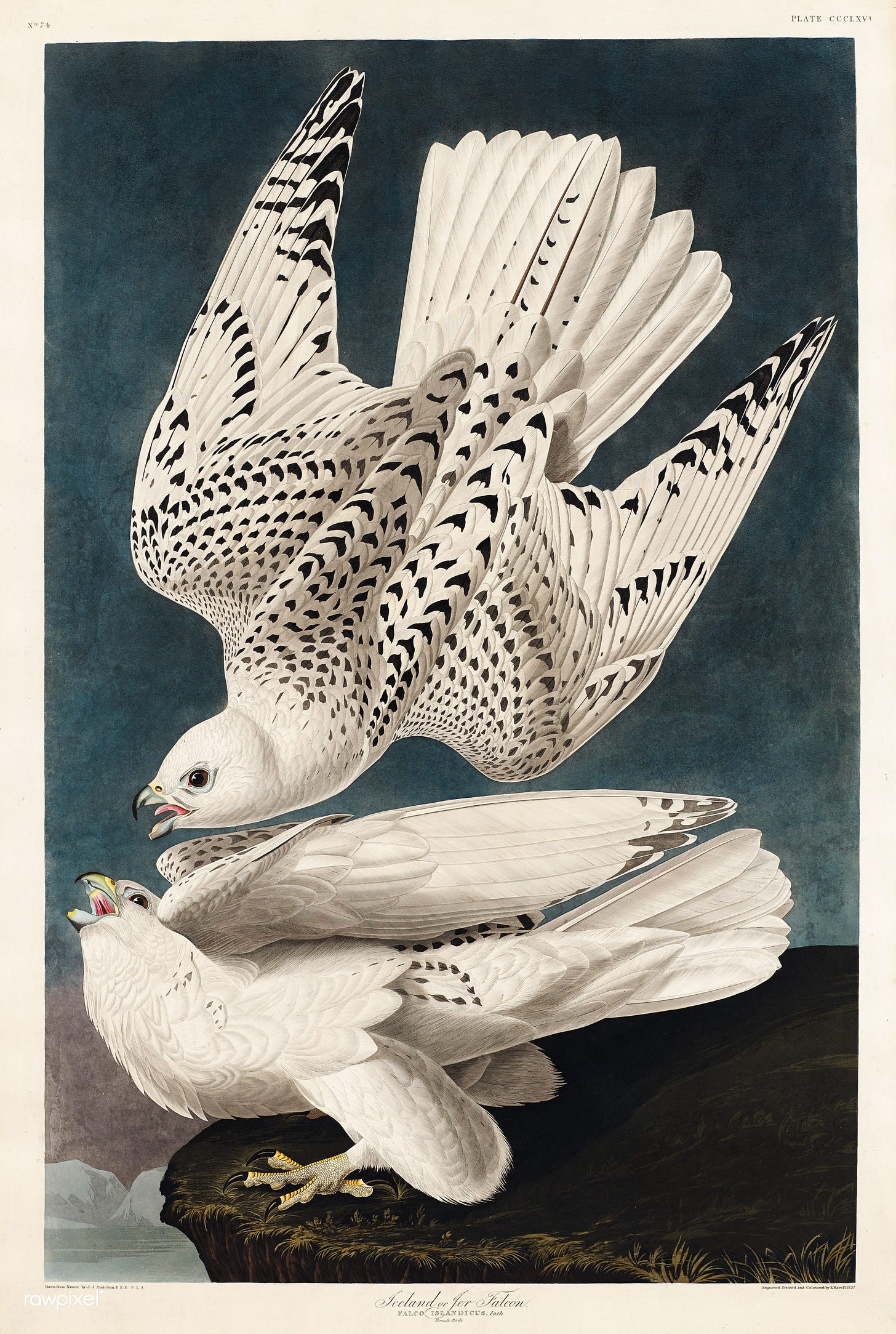File:Illustration from Birds of America (1827) by John James Audubon,  digitally enhanced by rawpixel-com 370.jpg - Wikimedia Commons
