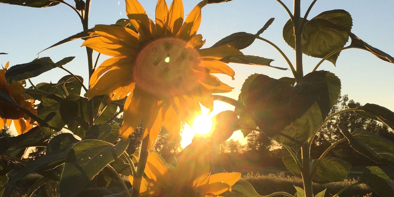 sunflower silhouetted by sun